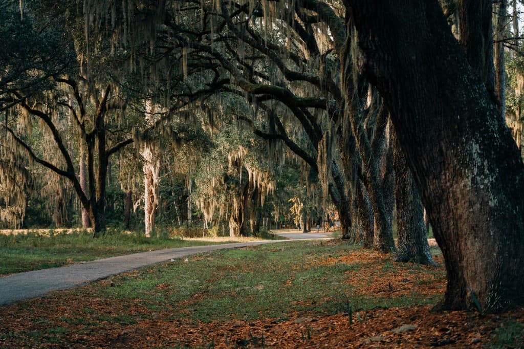Avenue of the Oaks with Spanish moss along a scenic path on Daufuskie Island — explore by golf cart rental, daufuskie island transportation